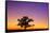 Canada, Manitoba. Bur oak tree in tall grass prairie at dawn.-Jaynes Gallery-Framed Stretched Canvas