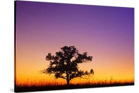 Canada, Manitoba. Bur oak tree in tall grass prairie at dawn.-Jaynes Gallery-Stretched Canvas