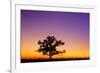 Canada, Manitoba. Bur oak tree in tall grass prairie at dawn.-Jaynes Gallery-Framed Photographic Print