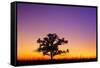 Canada, Manitoba. Bur oak tree in tall grass prairie at dawn.-Jaynes Gallery-Framed Stretched Canvas