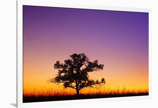 Canada, Manitoba. Bur oak tree in tall grass prairie at dawn.-Jaynes Gallery-Framed Photographic Print