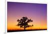 Canada, Manitoba. Bur oak tree in tall grass prairie at dawn.-Jaynes Gallery-Framed Photographic Print