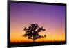 Canada, Manitoba. Bur oak tree in tall grass prairie at dawn.-Jaynes Gallery-Framed Photographic Print