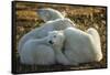 Canada, Manitoba, Churchill, Polar Bear and Cubs Resting on Tundra-Paul Souders-Framed Stretched Canvas