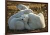 Canada, Manitoba, Churchill, Polar Bear and Cubs Resting on Tundra-Paul Souders-Framed Photographic Print