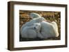 Canada, Manitoba, Churchill, Polar Bear and Cubs Resting on Tundra-Paul Souders-Framed Photographic Print