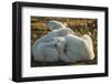 Canada, Manitoba, Churchill, Polar Bear and Cubs Resting on Tundra-Paul Souders-Framed Photographic Print