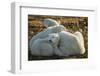 Canada, Manitoba, Churchill, Polar Bear and Cubs Resting on Tundra-Paul Souders-Framed Photographic Print