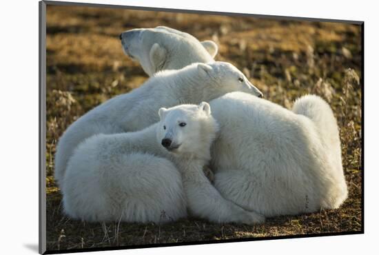 Canada, Manitoba, Churchill, Polar Bear and Cubs Resting on Tundra-Paul Souders-Mounted Photographic Print