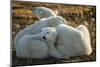 Canada, Manitoba, Churchill, Polar Bear and Cubs Resting on Tundra-Paul Souders-Mounted Photographic Print