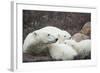 Canada, Manitoba, Churchill, Polar Bear and Young Cubs Resting-Paul Souders-Framed Photographic Print