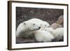 Canada, Manitoba, Churchill, Polar Bear and Young Cubs Resting-Paul Souders-Framed Photographic Print