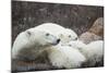 Canada, Manitoba, Churchill, Polar Bear and Young Cubs Resting-Paul Souders-Mounted Photographic Print