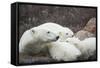 Canada, Manitoba, Churchill, Polar Bear and Young Cubs Resting-Paul Souders-Framed Stretched Canvas