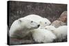 Canada, Manitoba, Churchill, Polar Bear and Young Cubs Resting-Paul Souders-Stretched Canvas
