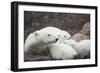 Canada, Manitoba, Churchill, Polar Bear and Young Cubs Resting-Paul Souders-Framed Photographic Print