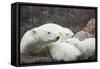 Canada, Manitoba, Churchill, Polar Bear and Young Cubs Resting-Paul Souders-Framed Stretched Canvas