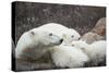 Canada, Manitoba, Churchill, Polar Bear and Young Cubs Resting-Paul Souders-Stretched Canvas