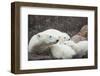 Canada, Manitoba, Churchill, Polar Bear and Young Cubs Resting-Paul Souders-Framed Photographic Print