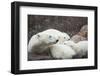 Canada, Manitoba, Churchill, Polar Bear and Young Cubs Resting-Paul Souders-Framed Photographic Print