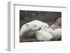 Canada, Manitoba, Churchill, Polar Bear and Young Cubs Resting-Paul Souders-Framed Photographic Print