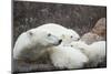 Canada, Manitoba, Churchill, Polar Bear and Young Cubs Resting-Paul Souders-Mounted Photographic Print