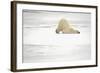 Canada, Manitoba, Churchill. Polar Bear on Frozen Tundra-Jaynes Gallery-Framed Photographic Print