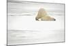 Canada, Manitoba, Churchill. Polar Bear on Frozen Tundra-Jaynes Gallery-Mounted Photographic Print