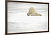 Canada, Manitoba, Churchill. Polar Bear on Frozen Tundra-Jaynes Gallery-Framed Photographic Print