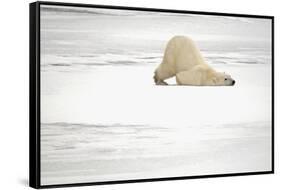 Canada, Manitoba, Churchill. Polar Bear on Frozen Tundra-Jaynes Gallery-Framed Stretched Canvas