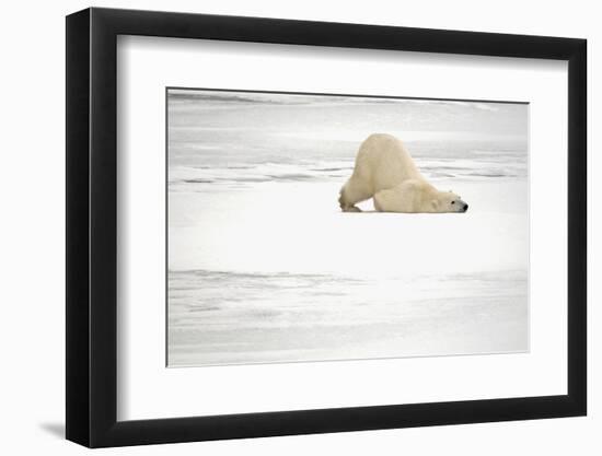 Canada, Manitoba, Churchill. Polar Bear on Frozen Tundra-Jaynes Gallery-Framed Photographic Print