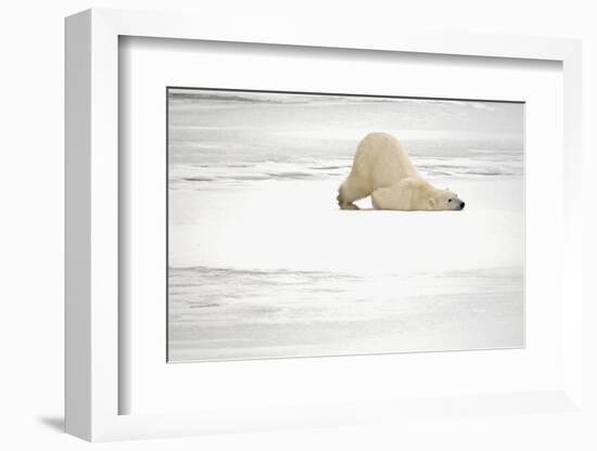 Canada, Manitoba, Churchill. Polar Bear on Frozen Tundra-Jaynes Gallery-Framed Photographic Print