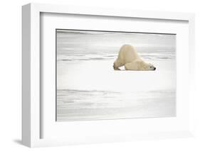 Canada, Manitoba, Churchill. Polar Bear on Frozen Tundra-Jaynes Gallery-Framed Photographic Print