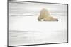 Canada, Manitoba, Churchill. Polar Bear on Frozen Tundra-Jaynes Gallery-Mounted Photographic Print