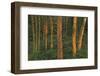 Canada, Manitoba, Clearwater Provincial Park. Fading light on forest.-Jaynes Gallery-Framed Photographic Print