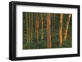 Canada, Manitoba, Clearwater Provincial Park. Fading light on forest.-Jaynes Gallery-Framed Photographic Print