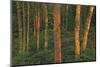 Canada, Manitoba, Clearwater Provincial Park. Fading light on forest.-Jaynes Gallery-Mounted Photographic Print