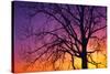 Canada, Manitoba. Cottonwood tree at sunset.-Jaynes Gallery-Stretched Canvas