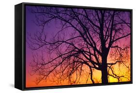 Canada, Manitoba. Cottonwood tree at sunset.-Jaynes Gallery-Framed Stretched Canvas