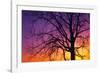 Canada, Manitoba. Cottonwood tree at sunset.-Jaynes Gallery-Framed Photographic Print