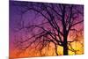 Canada, Manitoba. Cottonwood tree at sunset.-Jaynes Gallery-Mounted Photographic Print