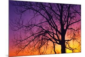 Canada, Manitoba. Cottonwood tree at sunset.-Jaynes Gallery-Mounted Photographic Print