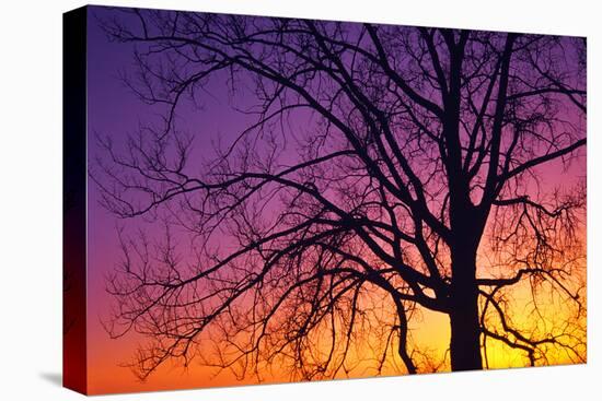 Canada, Manitoba. Cottonwood tree at sunset.-Jaynes Gallery-Stretched Canvas