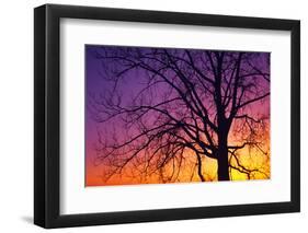 Canada, Manitoba. Cottonwood tree at sunset.-Jaynes Gallery-Framed Premium Photographic Print