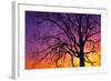 Canada, Manitoba. Cottonwood tree at sunset.-Jaynes Gallery-Framed Photographic Print