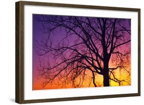 Canada, Manitoba. Cottonwood tree at sunset.-Jaynes Gallery-Framed Photographic Print