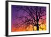 Canada, Manitoba. Cottonwood tree at sunset.-Jaynes Gallery-Framed Photographic Print