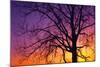 Canada, Manitoba. Cottonwood tree at sunset.-Jaynes Gallery-Mounted Photographic Print