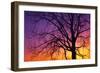 Canada, Manitoba. Cottonwood tree at sunset.-Jaynes Gallery-Framed Photographic Print