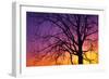 Canada, Manitoba. Cottonwood tree at sunset.-Jaynes Gallery-Framed Photographic Print